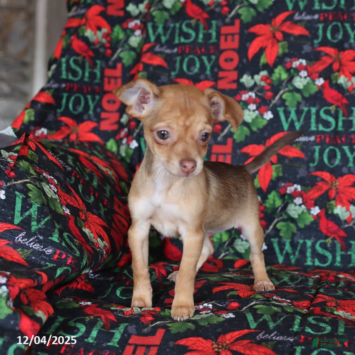 Chihuahua dogs Lila  - Ad 2