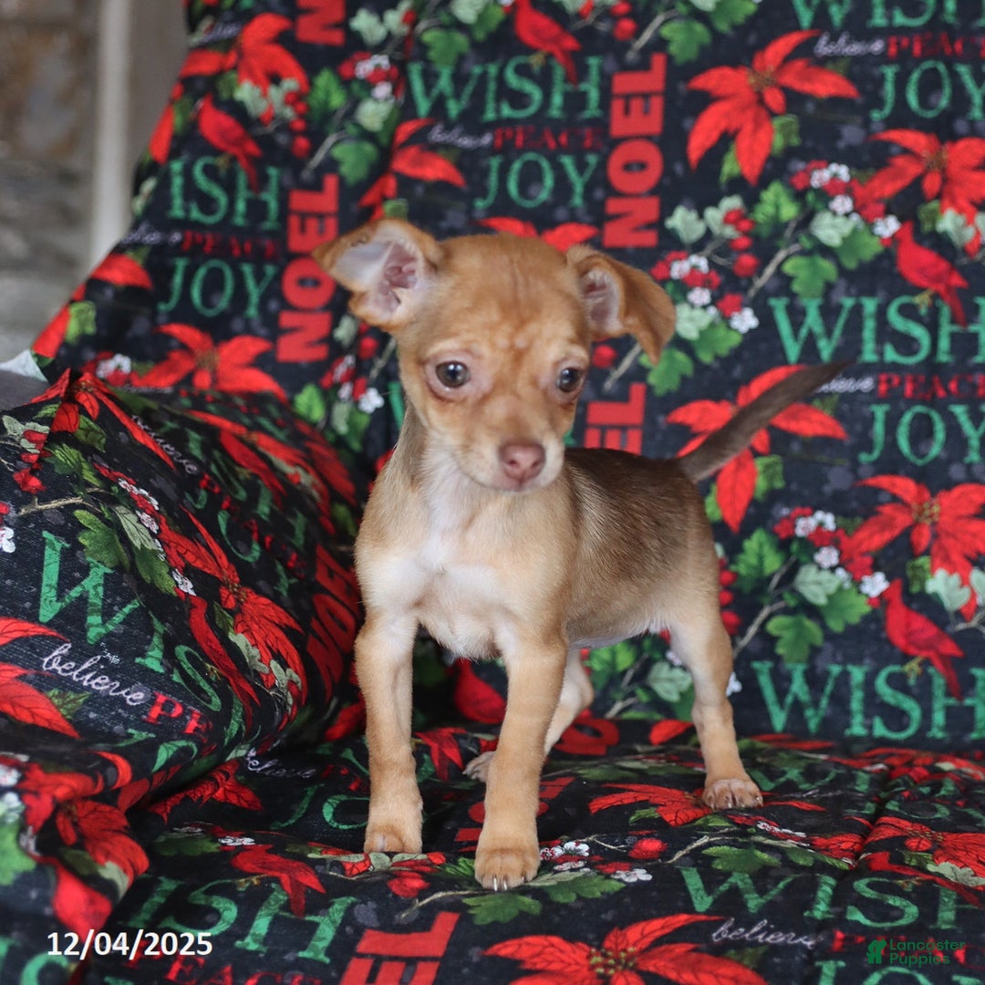 Chihuahua dogs for sale: Lila  - Ad 2