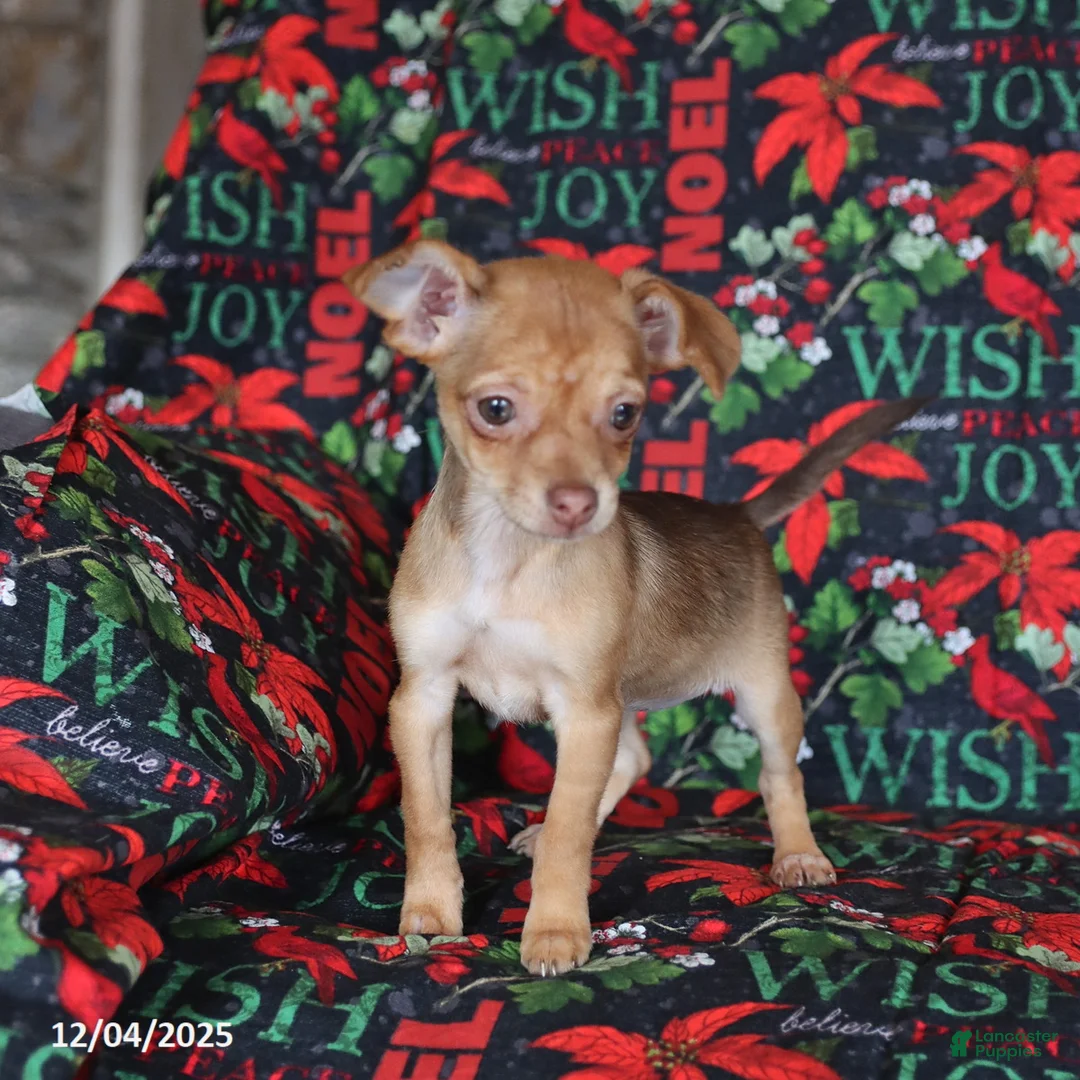 Chihuahua dogs for sale: Lila  - Ad 2