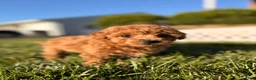 Bichpoo dogs for sale: Teddy - Ad 4