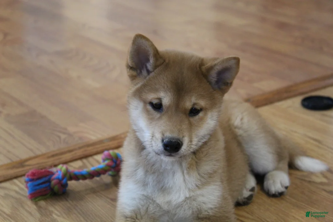 Shiba Inu dogs for sale: Tassy - Ad 8