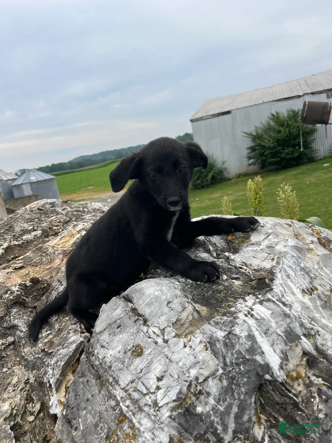 Mixed Breed dogs for sale: Mixed Breed 2 - Ad 2