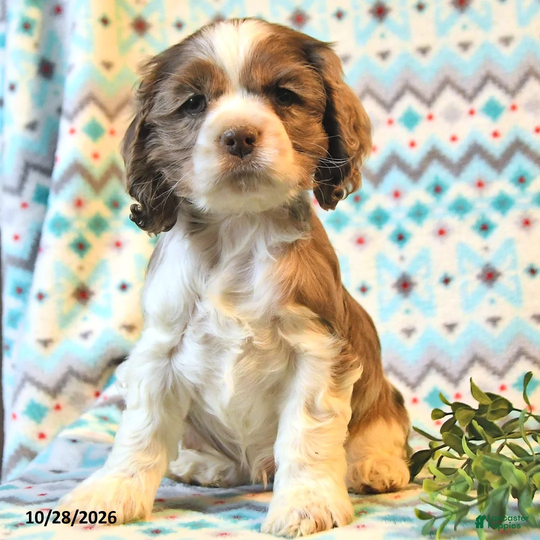 Cocker Spaniel dogs for sale: Tasha - Ad 2