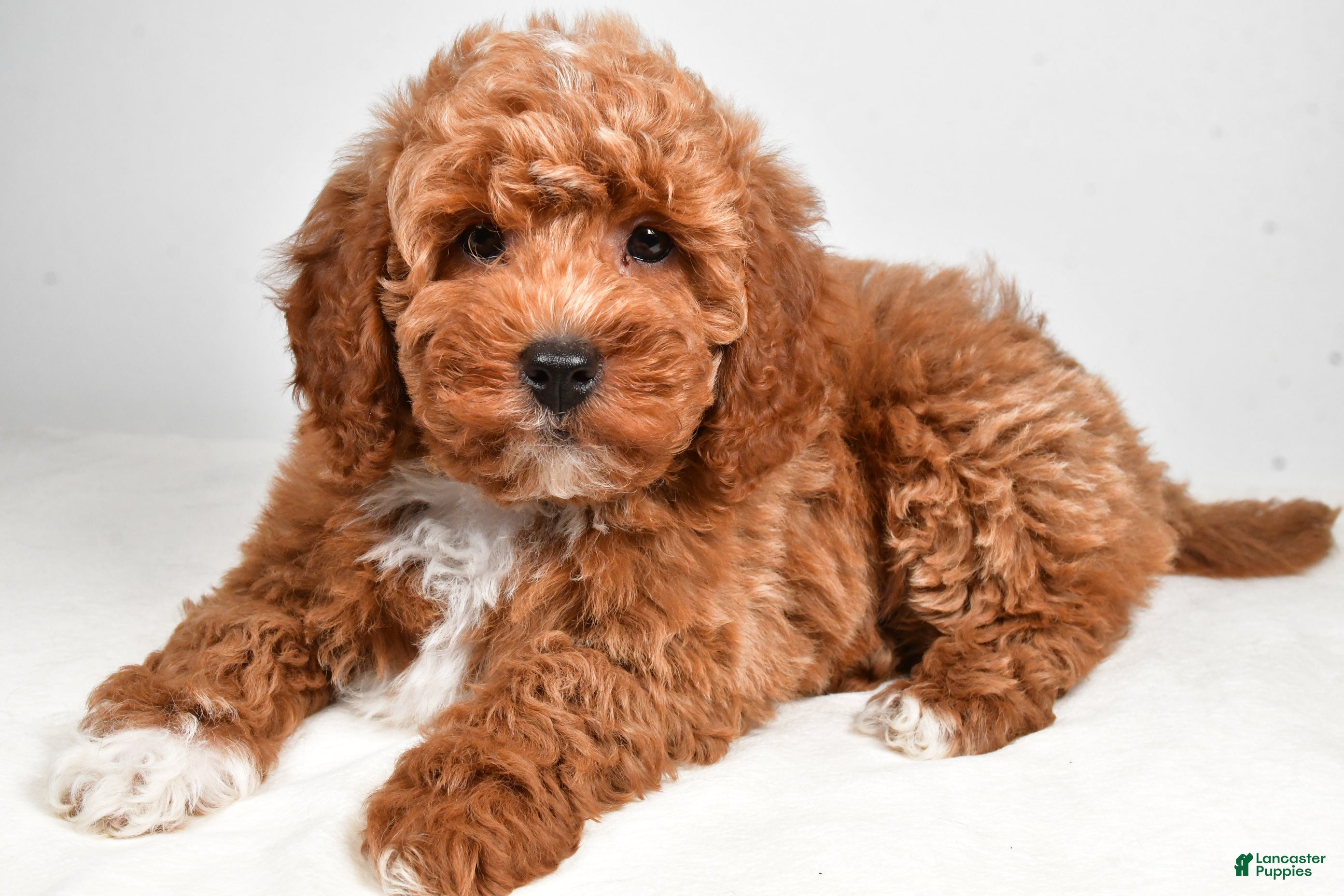 Mini Goldendoodle dogs Patrick - Ad 1