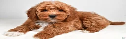 Mini Goldendoodle dogs for sale: Patrick - Ad 1
