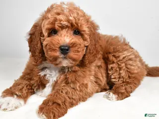 Mini Goldendoodle dogs for sale: Patrick - Ad 1