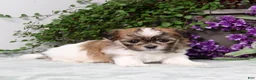Teddy Bear dogs for sale: Winston - Ad 4