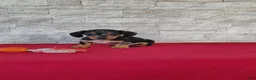 Miniature Dachshund dogs for sale: Teddy - Ad 4