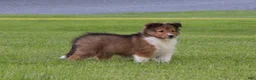 Shetland Sheepdog dogs for sale: Liberity - Ad 2