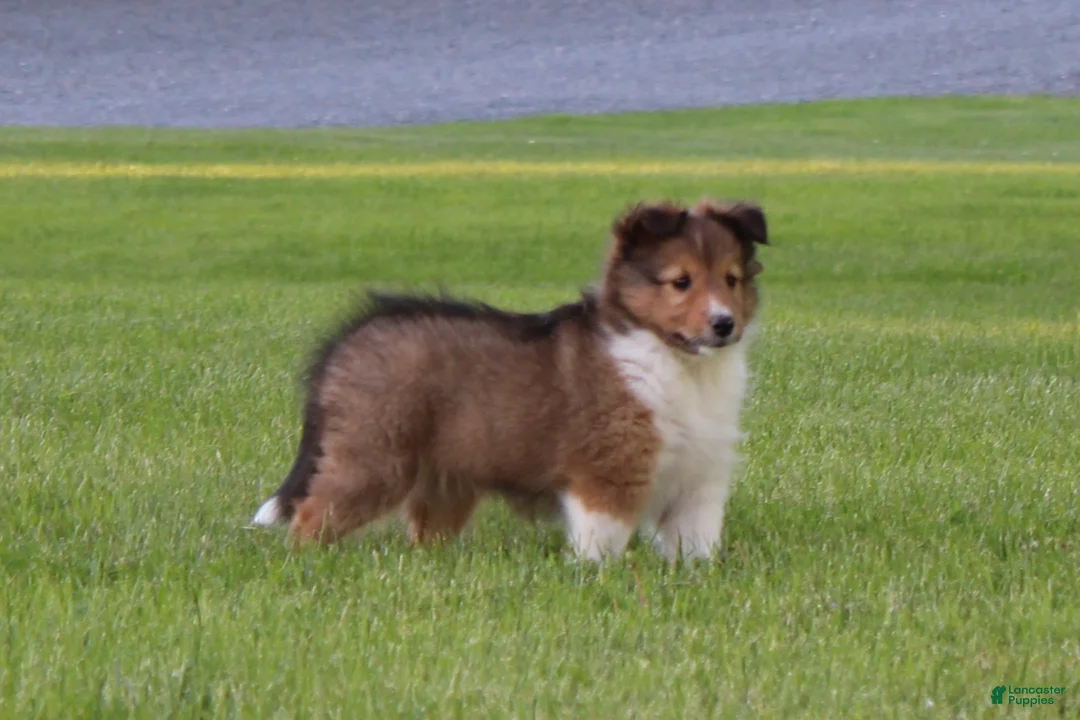 Shetland Sheepdog dogs for sale: Liberity - Ad 2