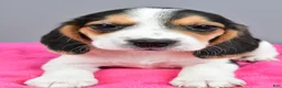 Beagle dogs for sale: Darling - Ad 7
