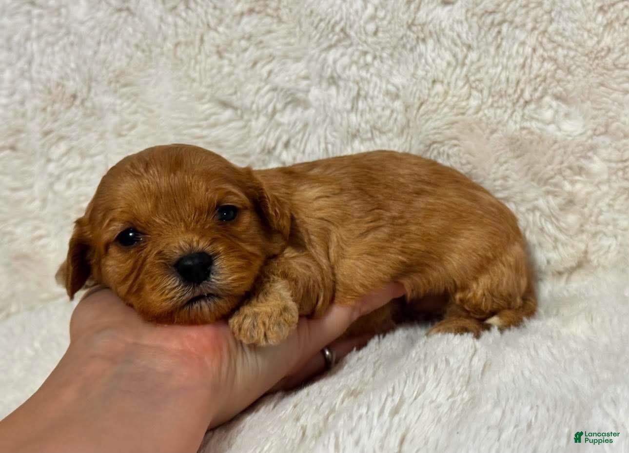 Cavapoo dogs for sale: Axel - Ad 2