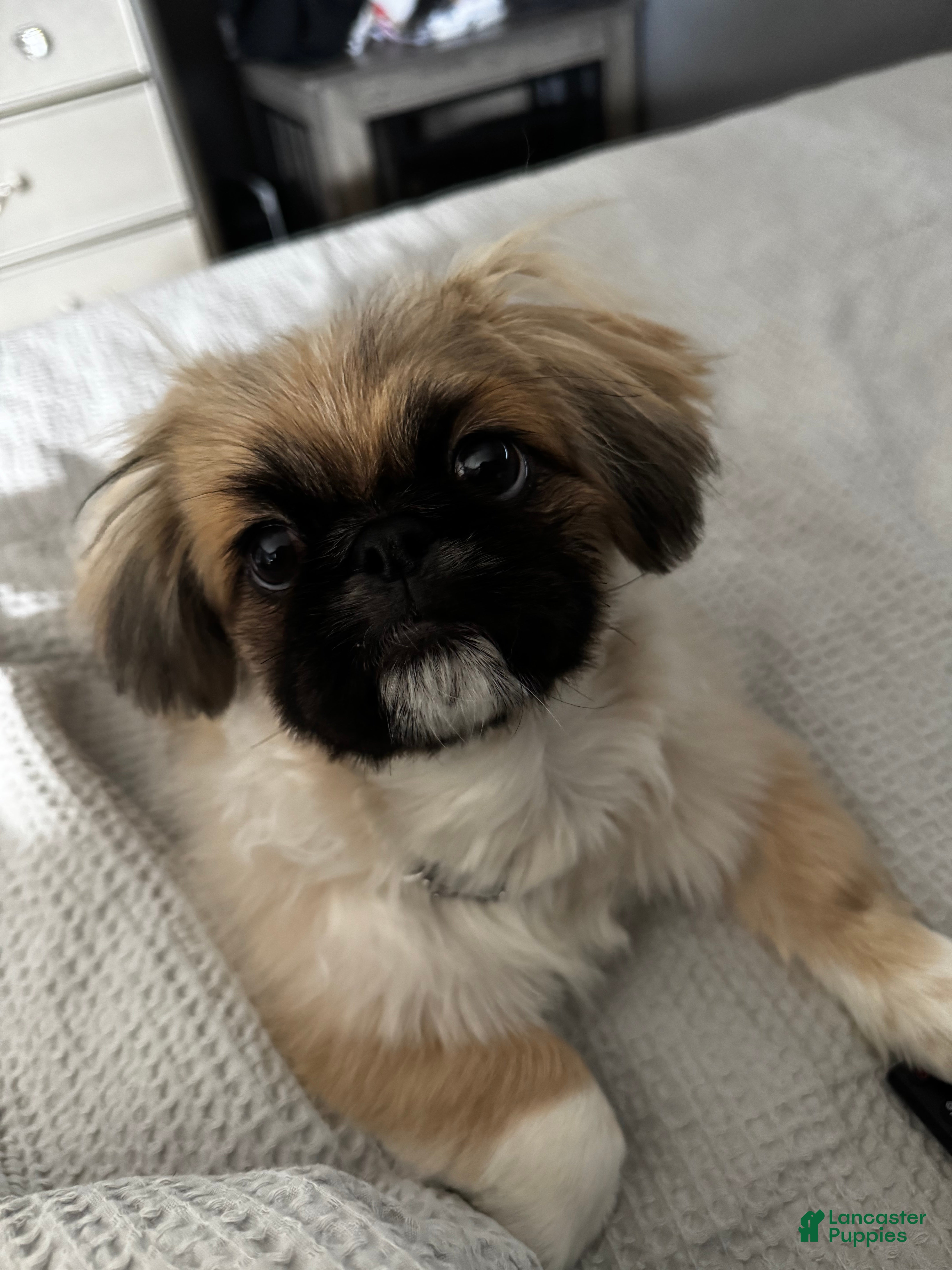 Pekingese dogs Breezy - Ad 1