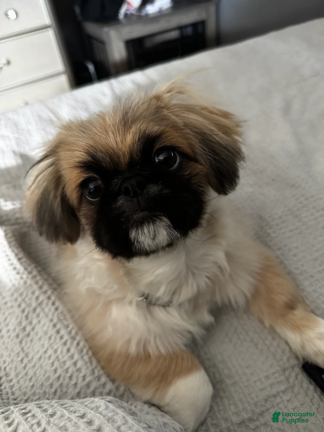 Pekingese dogs for sale: Breezy - Ad 1
