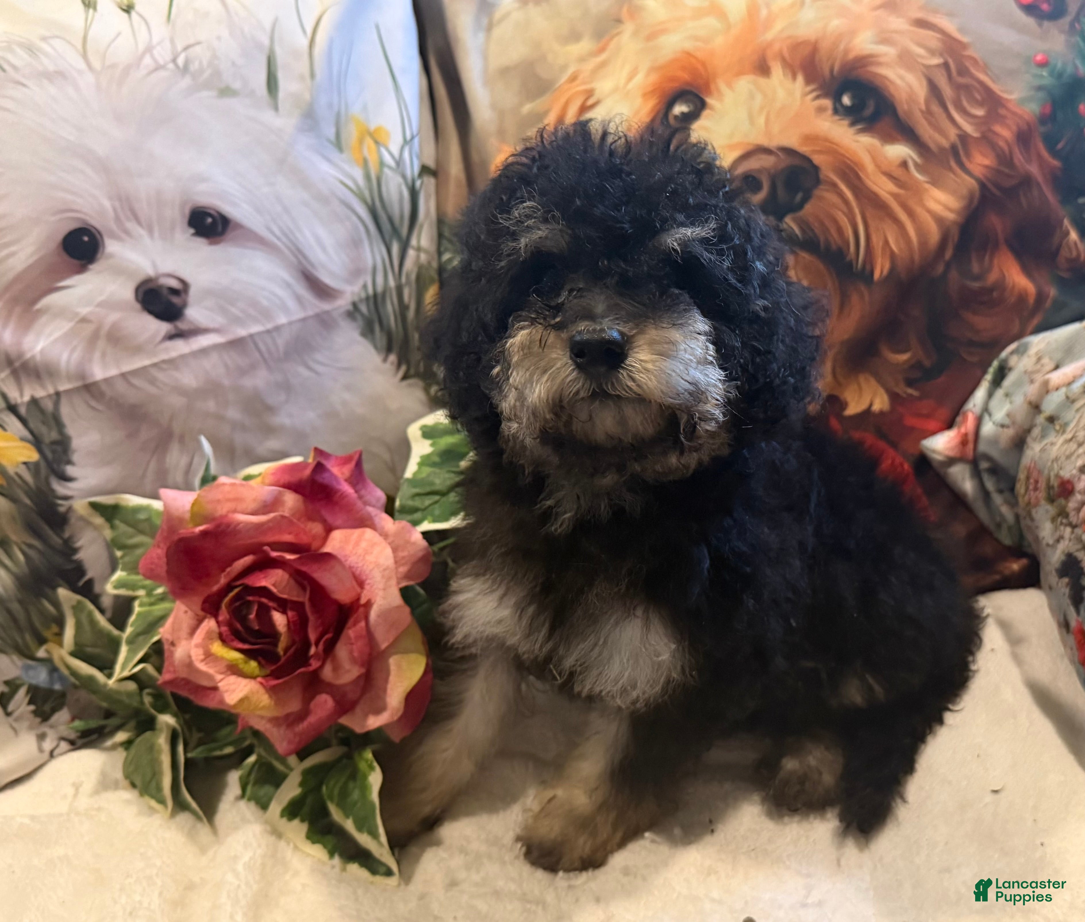 Maltipoo dogs Maltipoo Puppy 3 - Ad 1