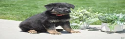 German Shepherd dogs for sale: Hayden - Ad 4