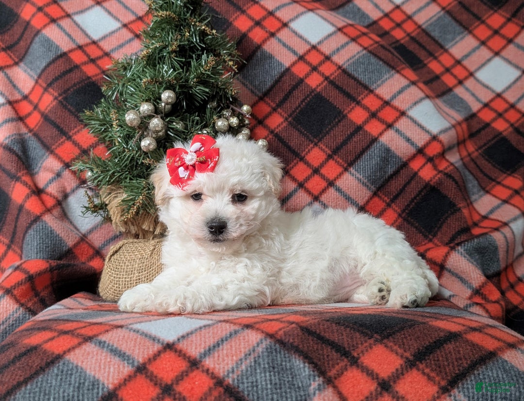 Bichon Frise dogs for sale: Carleen - Ad 4