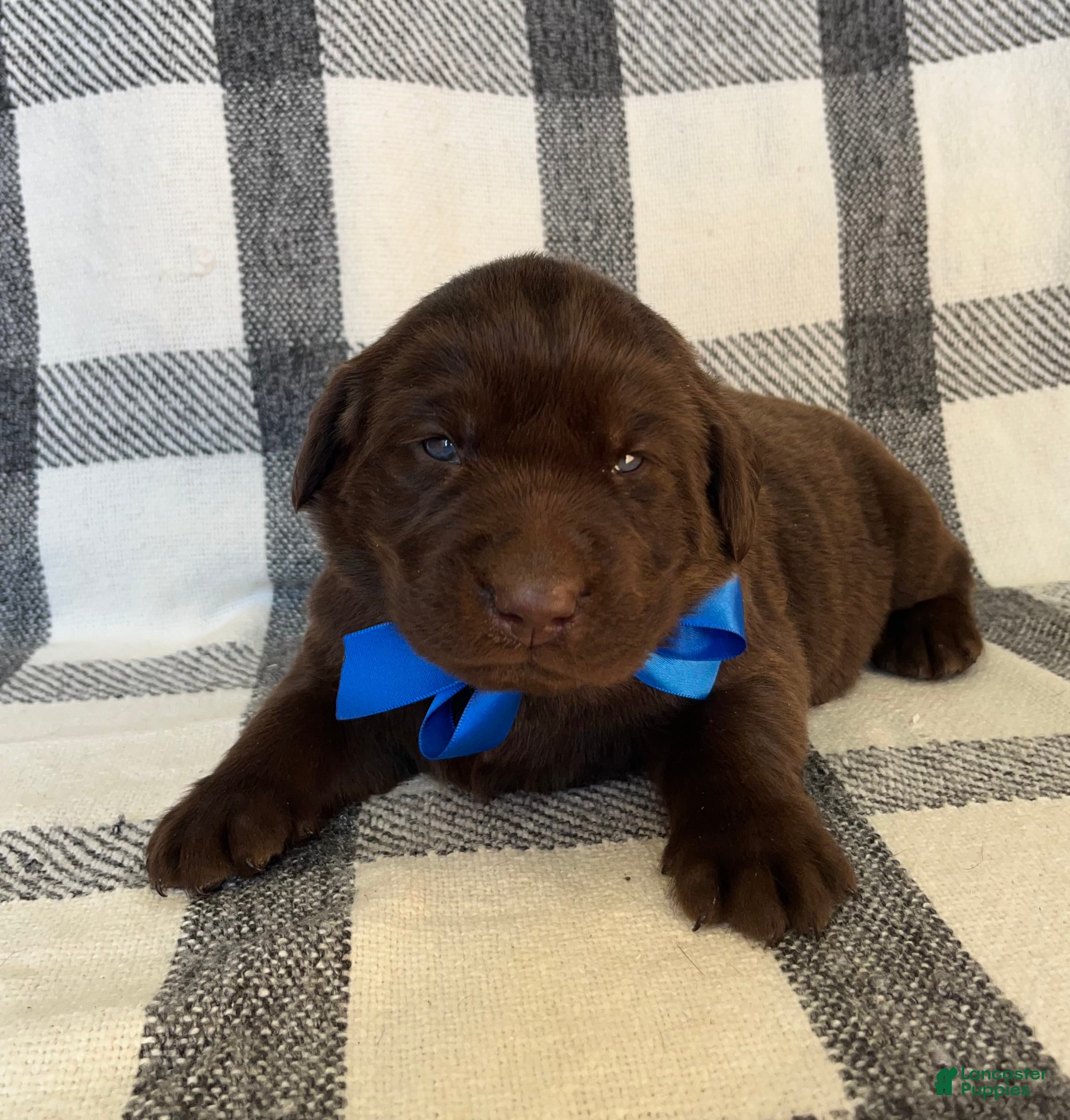 Labrador Retriever dogs for sale: Cooper - Ad 1
