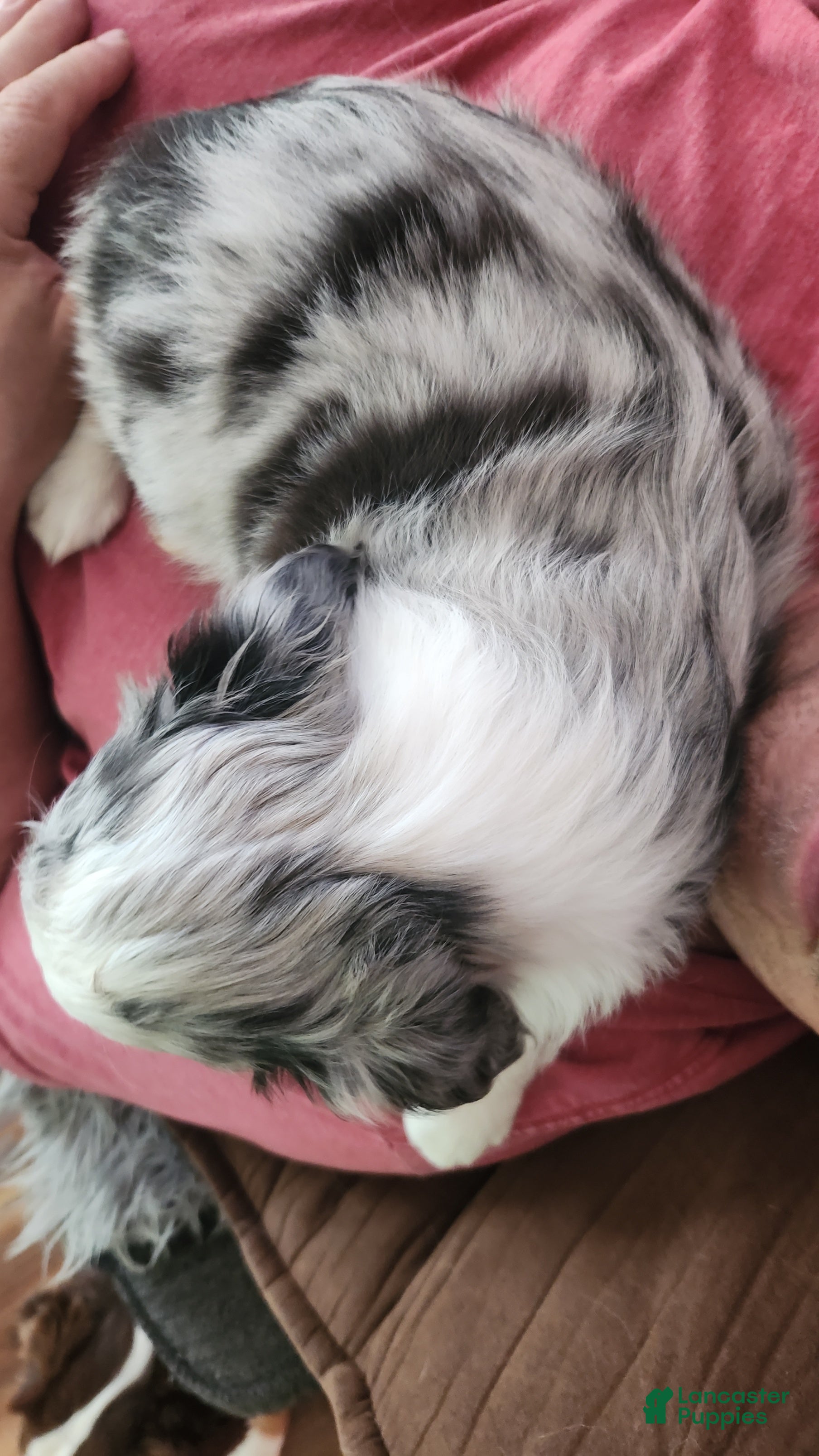 Miniature Australian Shepherd dogs for sale: Miniature Australian Shepherd Puppy 2 - Ad 3