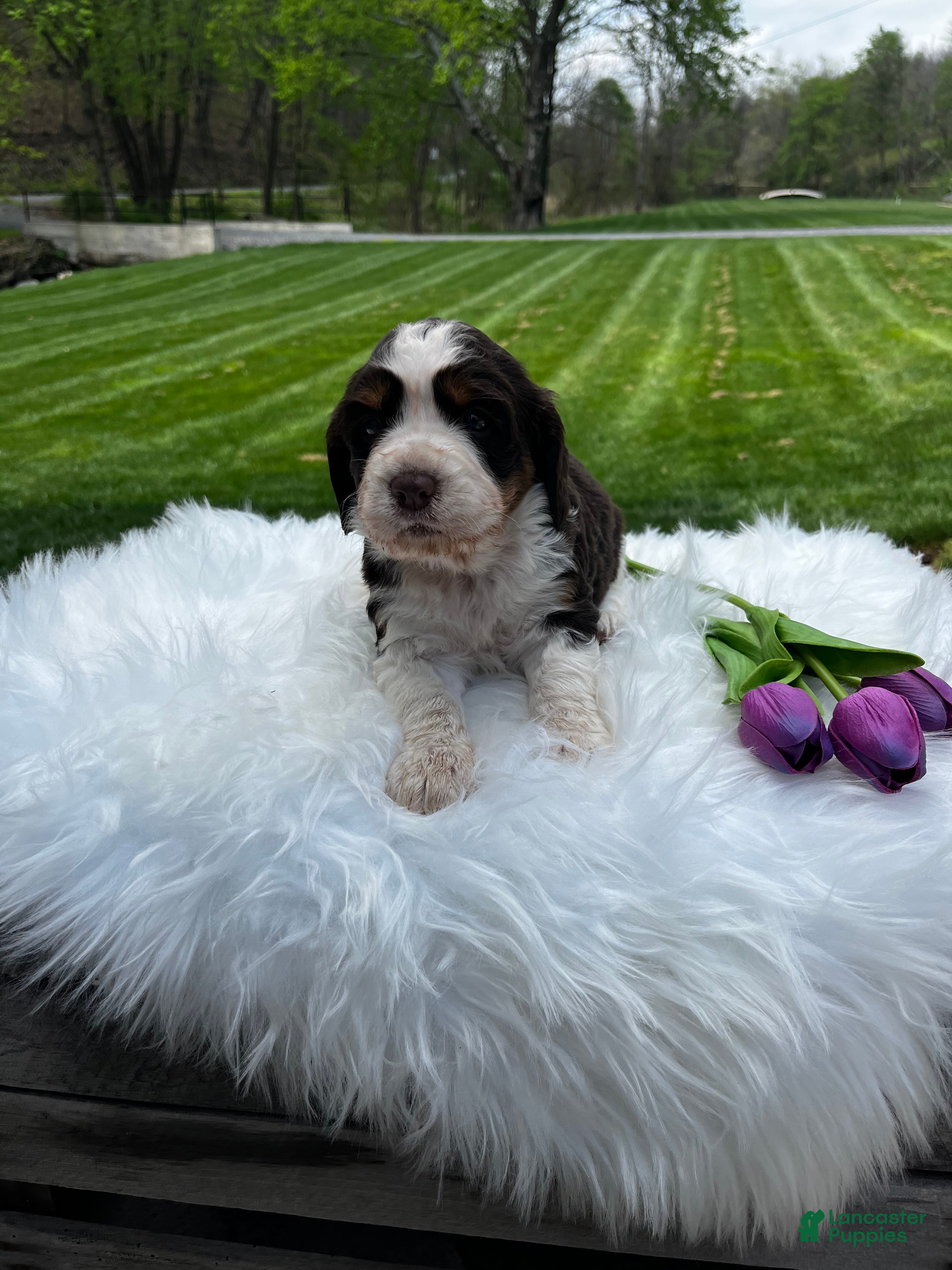 English Springer Spaniel dogs Precious - Ad 1