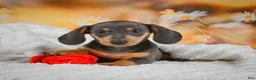 Miniature Dachshund dogs for sale: Dinah - Ad 9