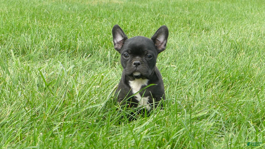 Frenchton dogs for sale: Eden - Ad 2