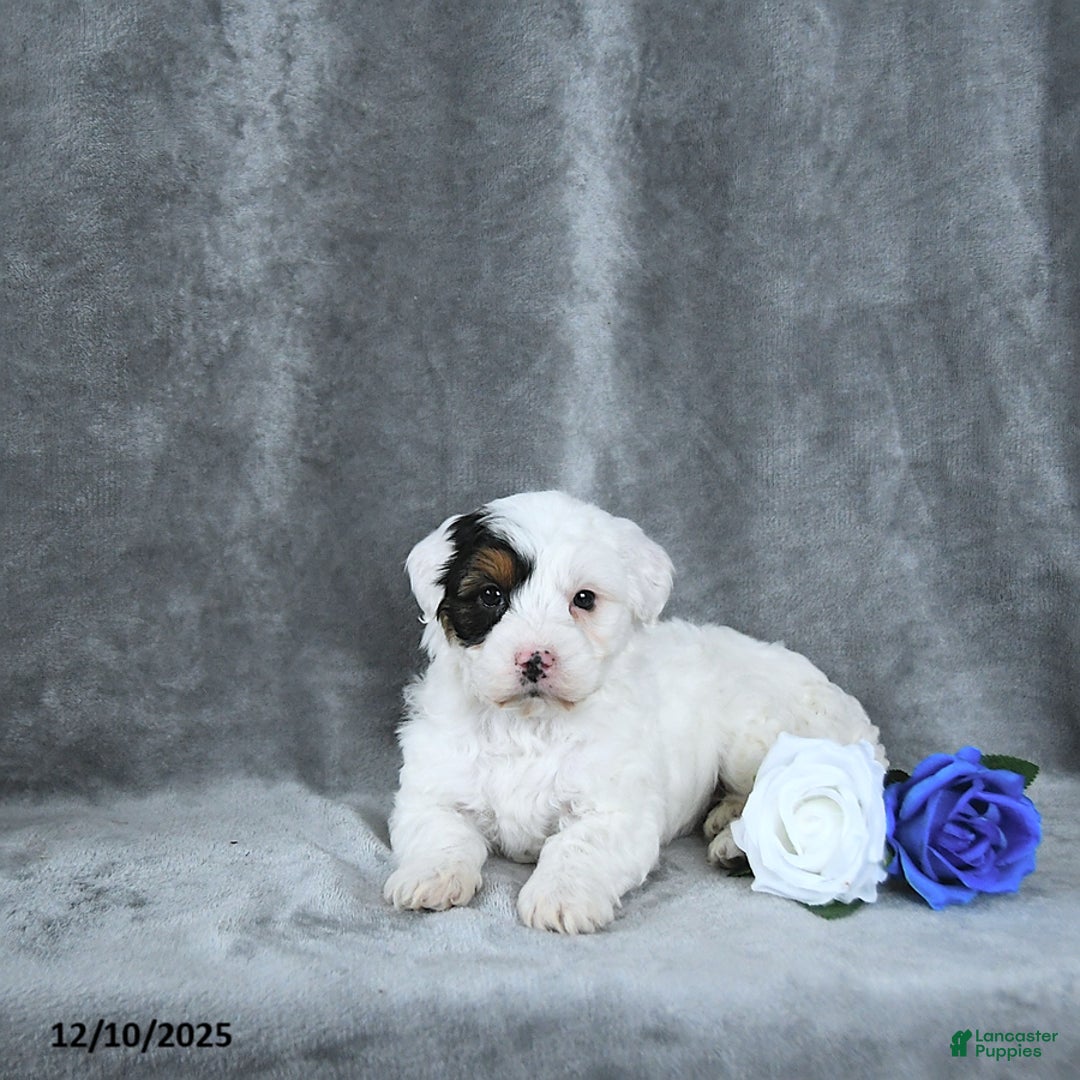 Mixed Breed dogs for sale: Grinch - Ad 2