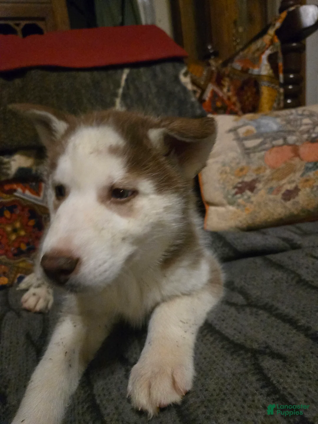 Siberian Husky dogs for sale: Edward - Ad 8