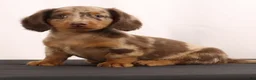 Dachshund dogs for sale: Duke - Ad 16