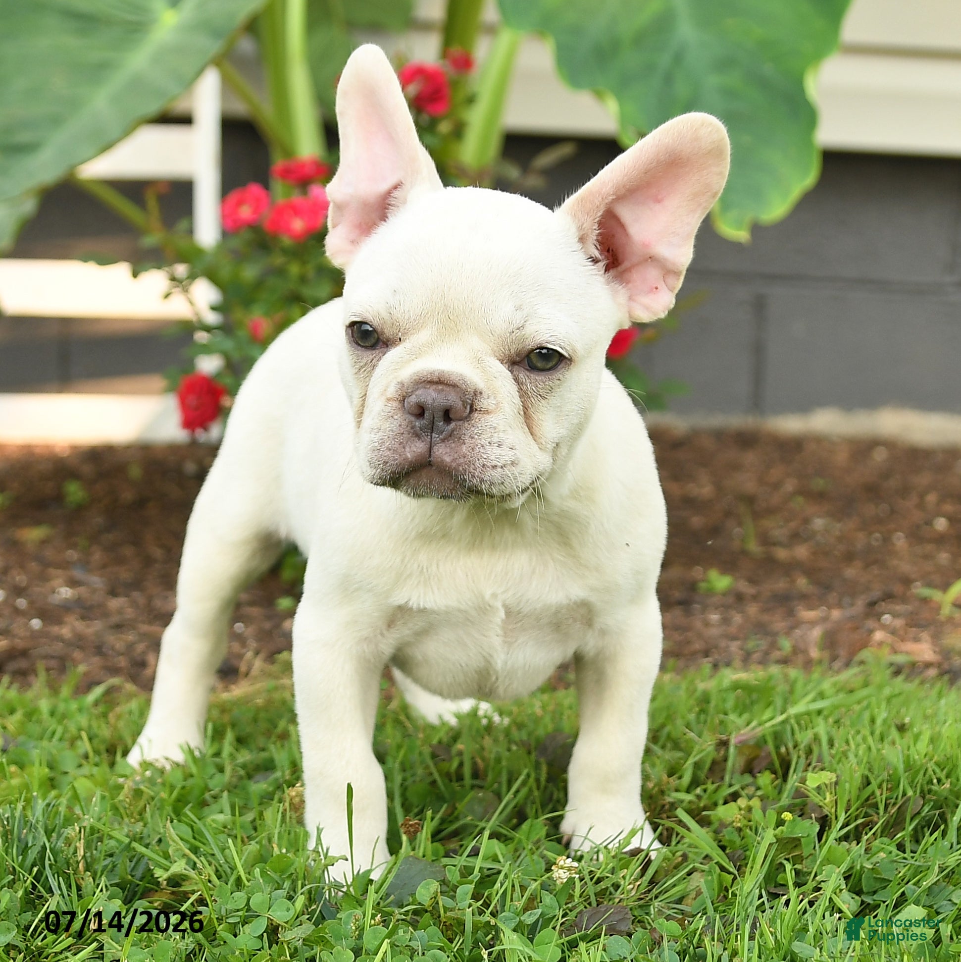 French Bulldog dogs Levi - Ad 2