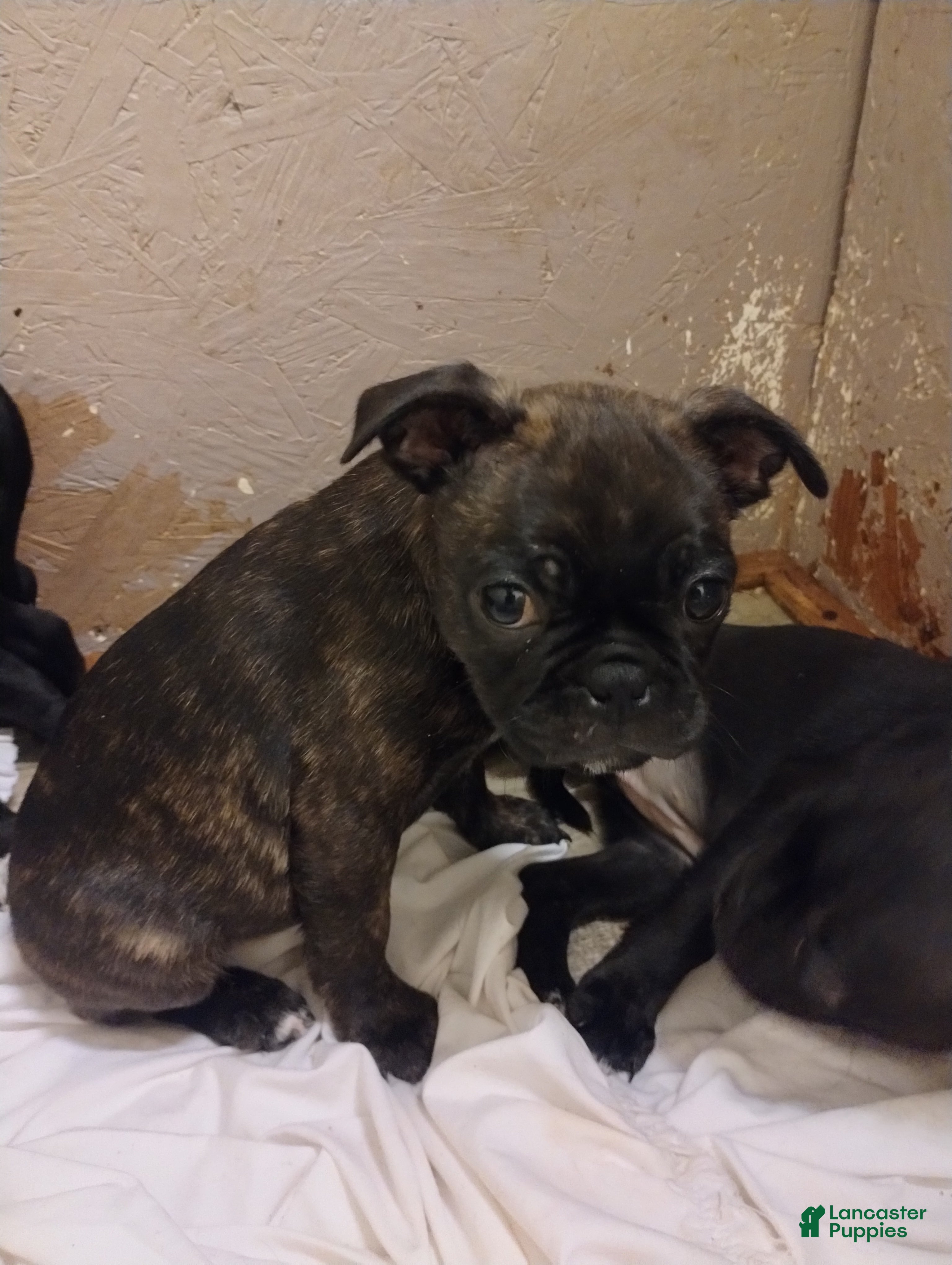 Mixed Breed dogs Harley - Ad 20