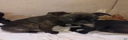 Mixed Breed dogs for sale: Harley - Ad 1