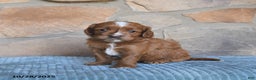 Cavapoo dogs for sale: Fancy - Ad 5