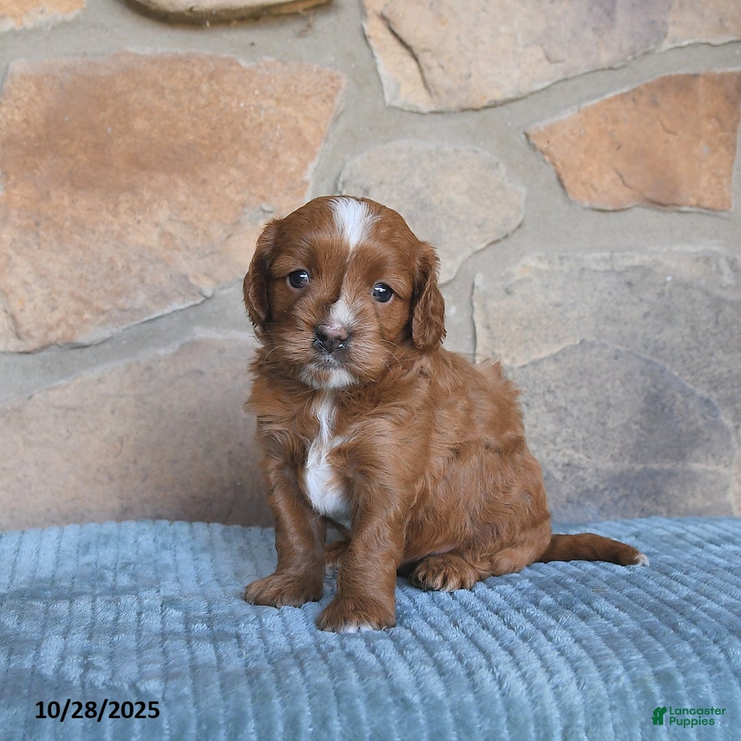 Cavapoo dogs for sale: Fancy - Ad 5