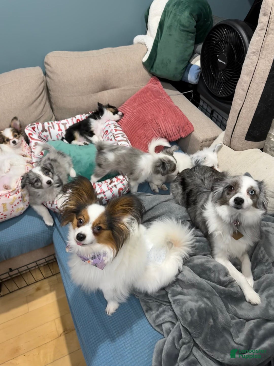 Mixed Breed dogs for sale: Slate - Ad 12