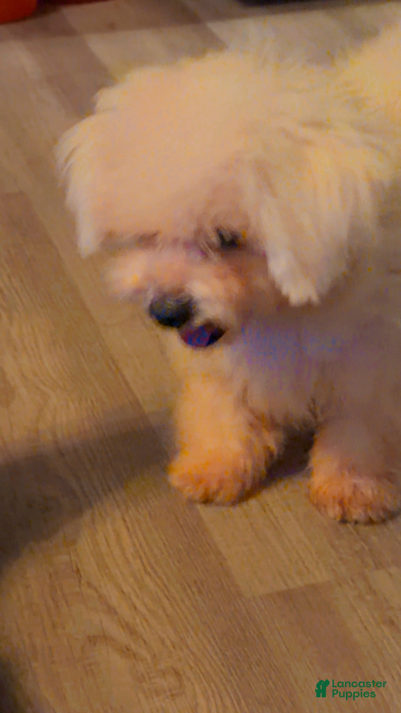 Maltipoo dogs for sale: Maltipoo Puppy 1 - Ad 2