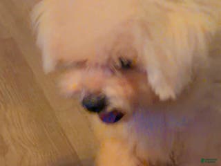 Maltipoo dogs for sale: Maltipoo Puppy 1 - Ad 2