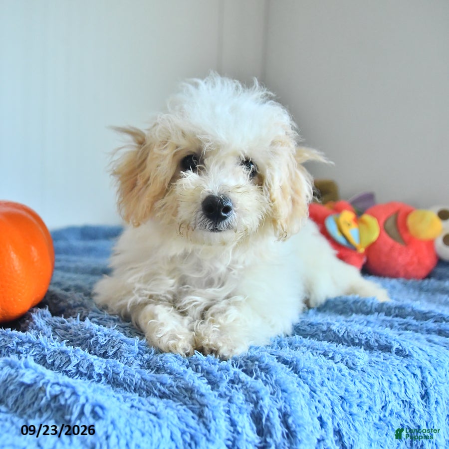 Bichpoo dogs Harry - Ad 1