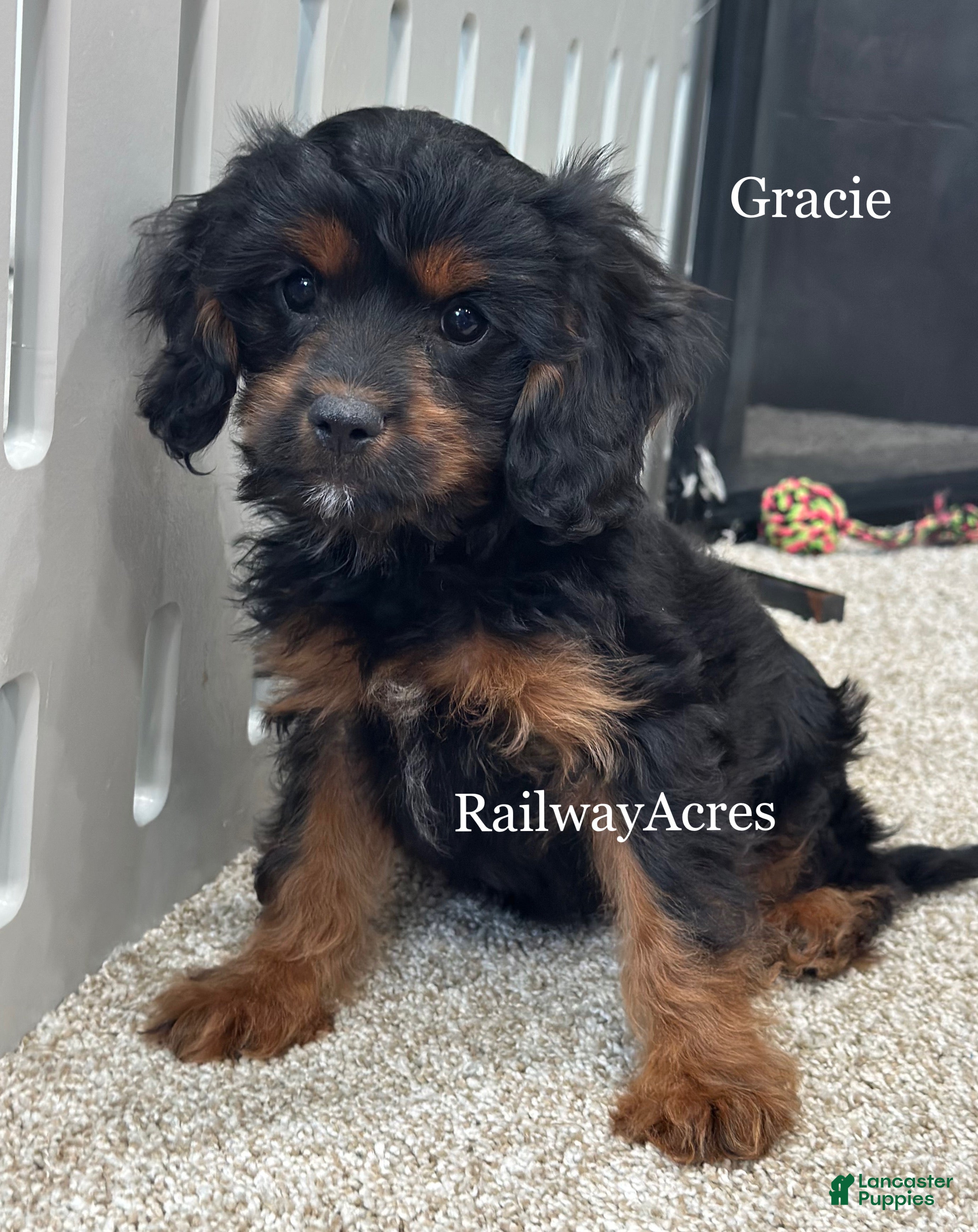 Cavapoo dogs Gracie - Ad 41