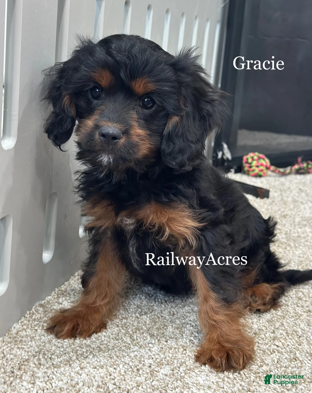 Cavapoo dogs for sale: Gracie - Ad 1