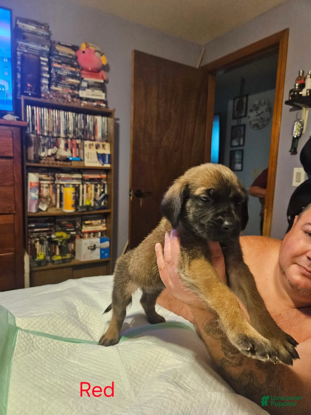 English Mastiff dogs for sale: English Mastiff 4 - Ad 2