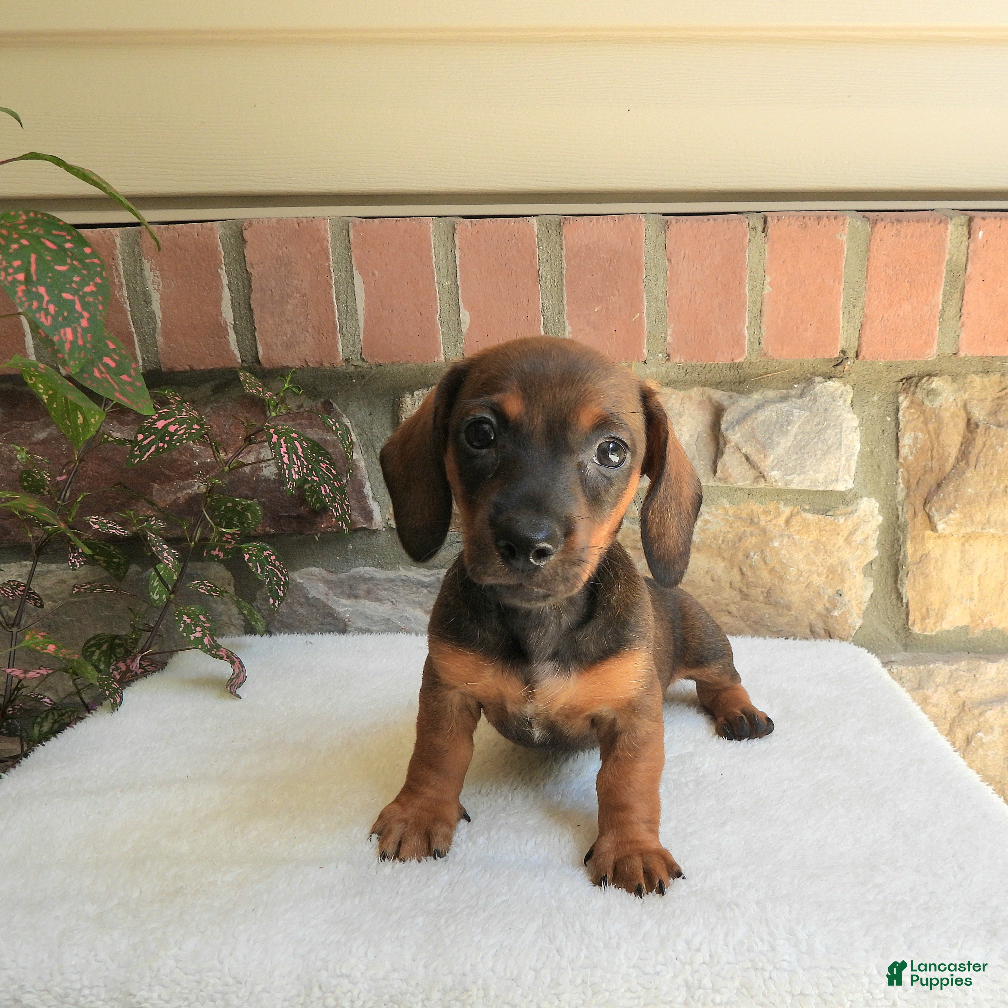 Miniature Dachshund dogs Toby - Ad 1