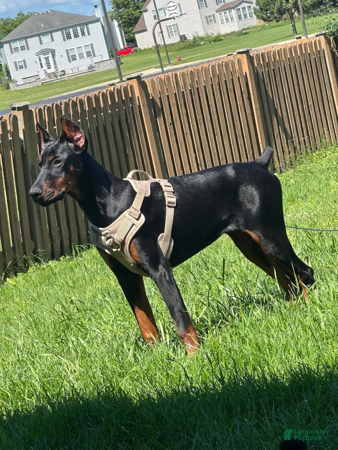 Doberman Pinscher dogs for sale: Doberman Pinscher 1 - Ad 4