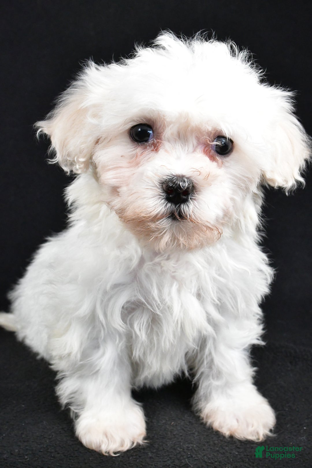 Teddy Bear dogs for sale: Cloe - Ad 4