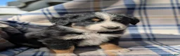 Australian Shepherd dogs for sale: Lexi - Ad 2
