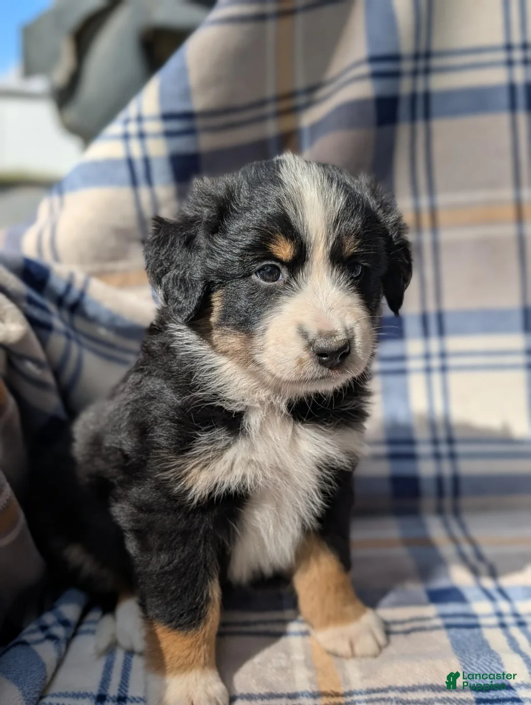 Australian Shepherd dogs for sale: Lexi - Ad 2