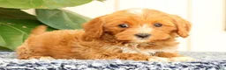 Cavapoo dogs for sale: Anthony - Ad 8