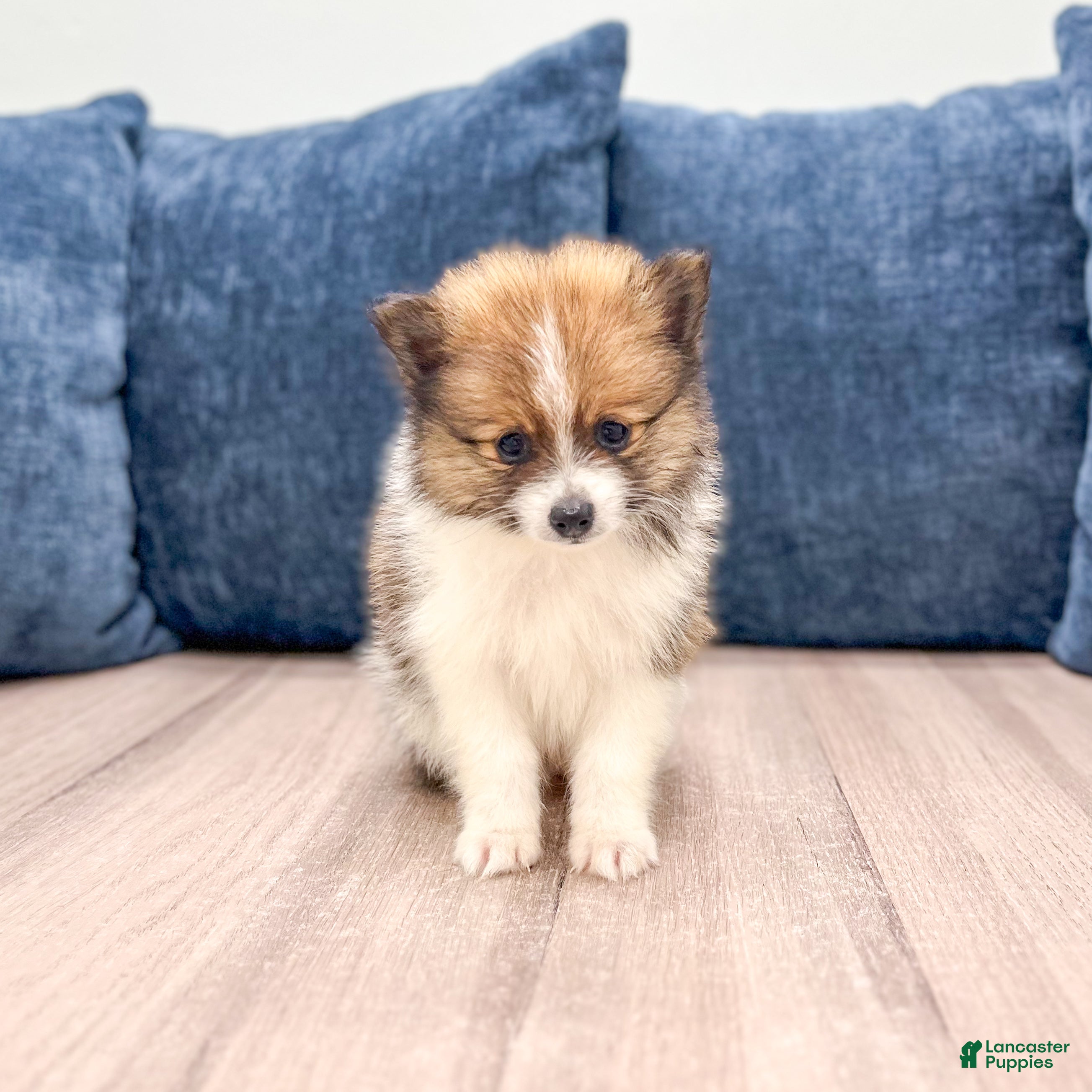 Pomeranian dogs Charlie - Ad 1
