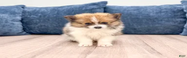 Charlie