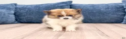 Pomeranian dogs for sale: Charlie - Ad 1